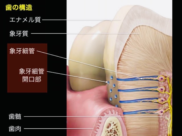 象牙細管