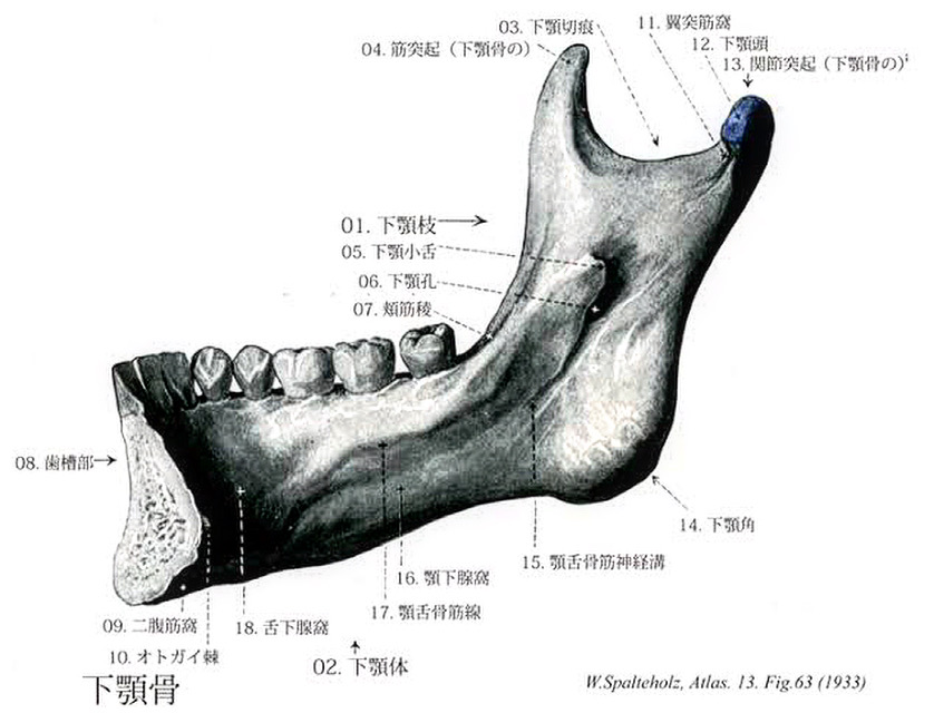 下顎骨舌側の解剖学的知識を実際の手術に活かす復習