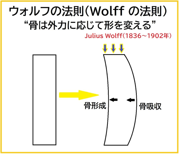 日本顎咬合学会Day2 