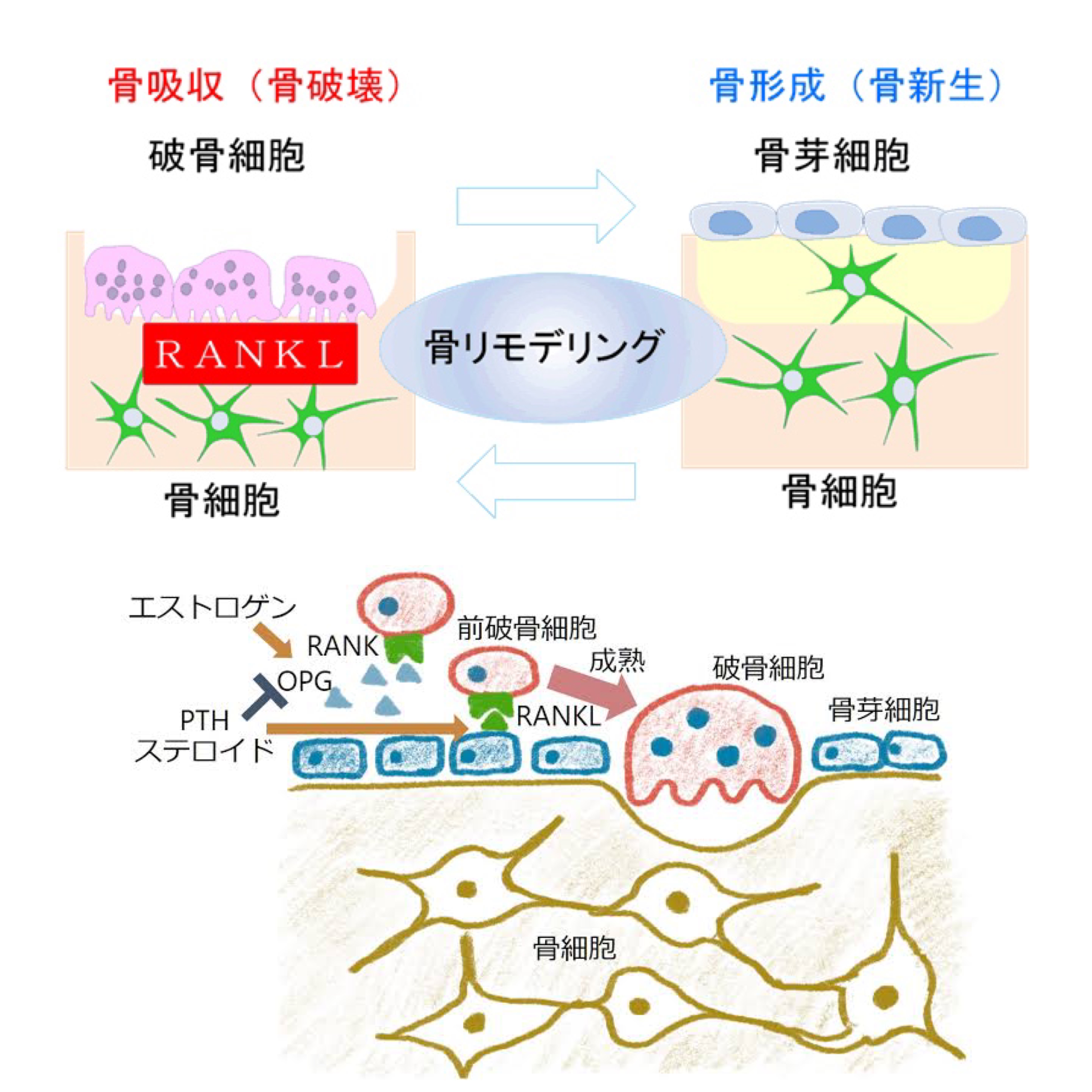 日本顎咬合学会Day2 